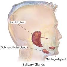 Parotid Gland Image